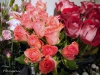p1030162